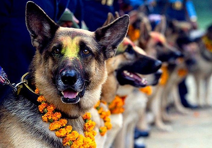 Furry Friends Appreciation Day In Nepal