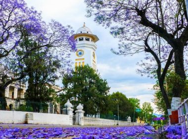Jacaranda
