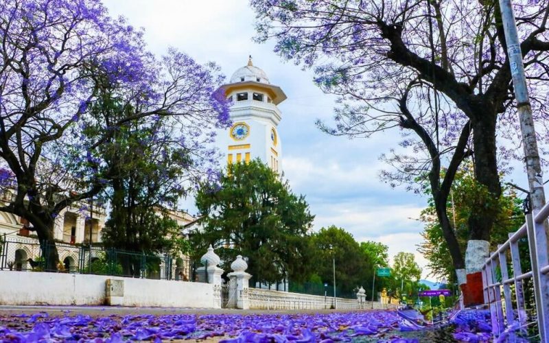 Jacaranda