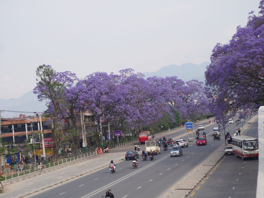 This stunning purple-flowered tree traveled from foreign lands to become a beloved part of Kathmandu’s streets, culture, and seasons.