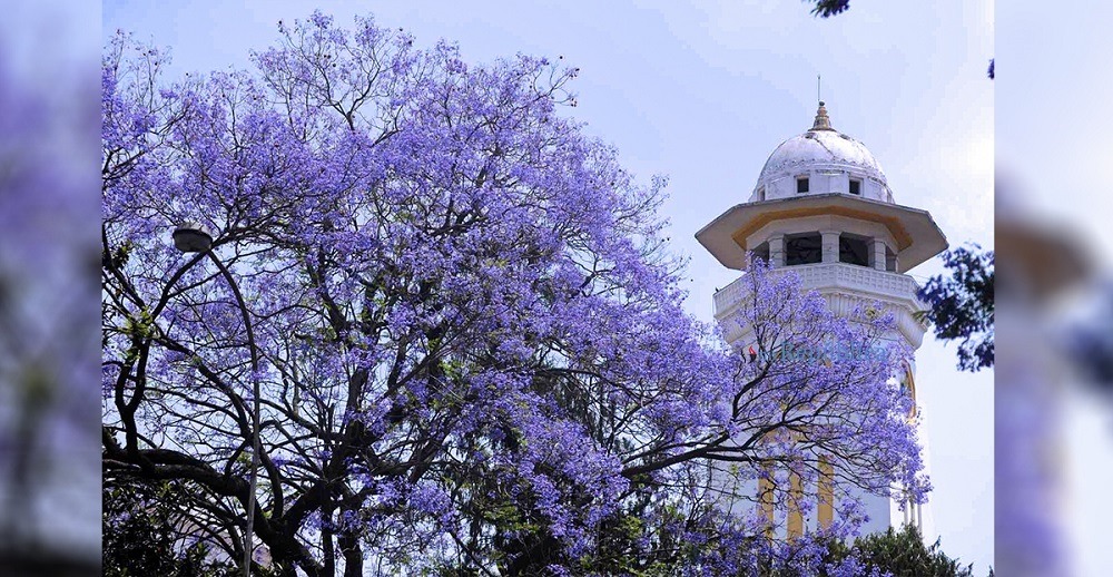 Kathmandu’s streets burst into hues of lavender-blue, announcing the arrival of jacaranda blooms.