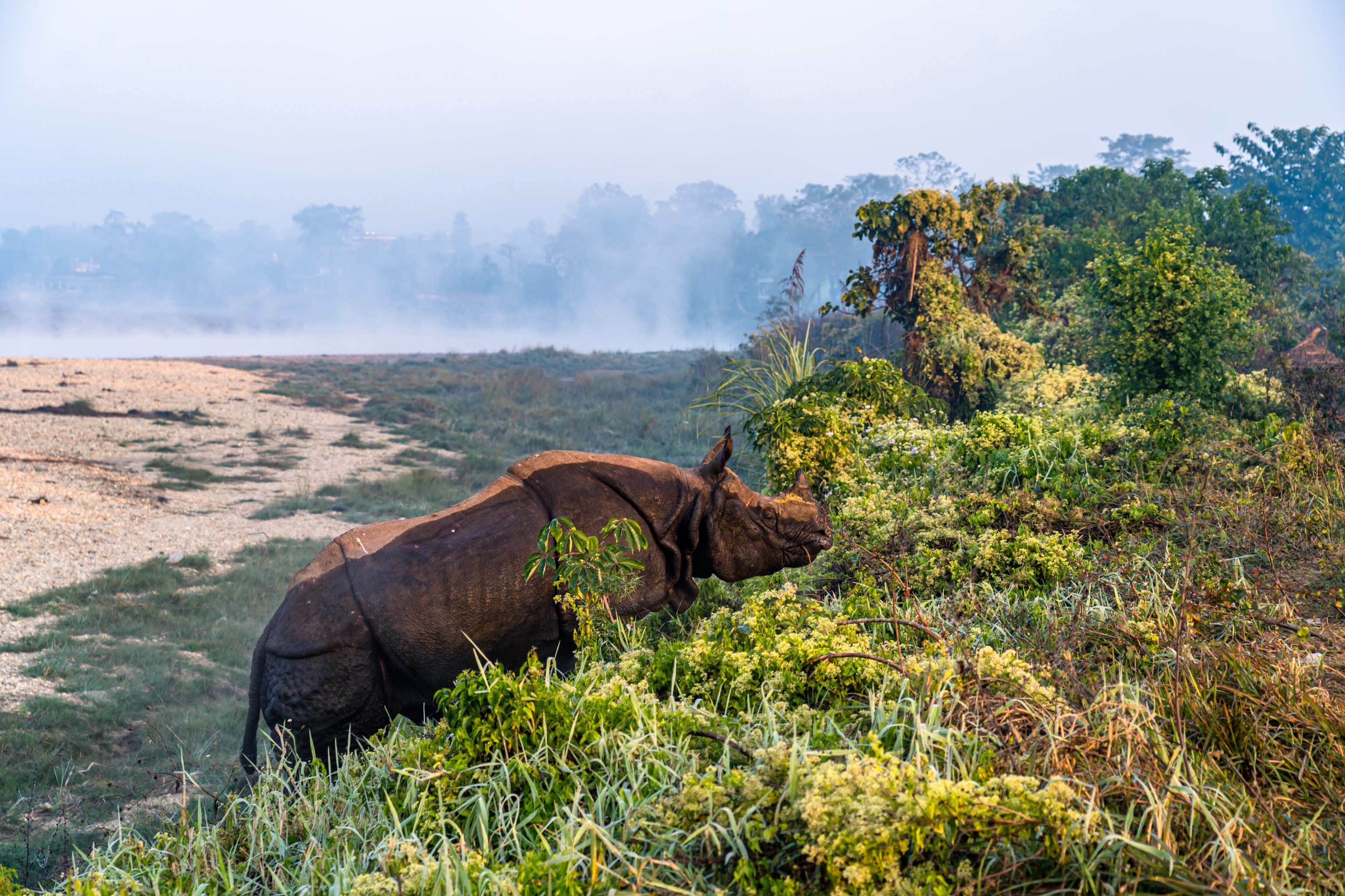 Chitwan National Park: Complete Wildlife Safari Guide