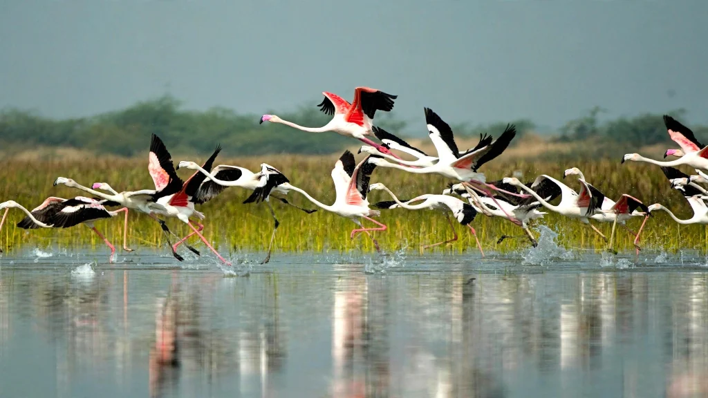 Flocks of migratory water birds over the Sapta Koshi River wetlands at Koshi Tappu