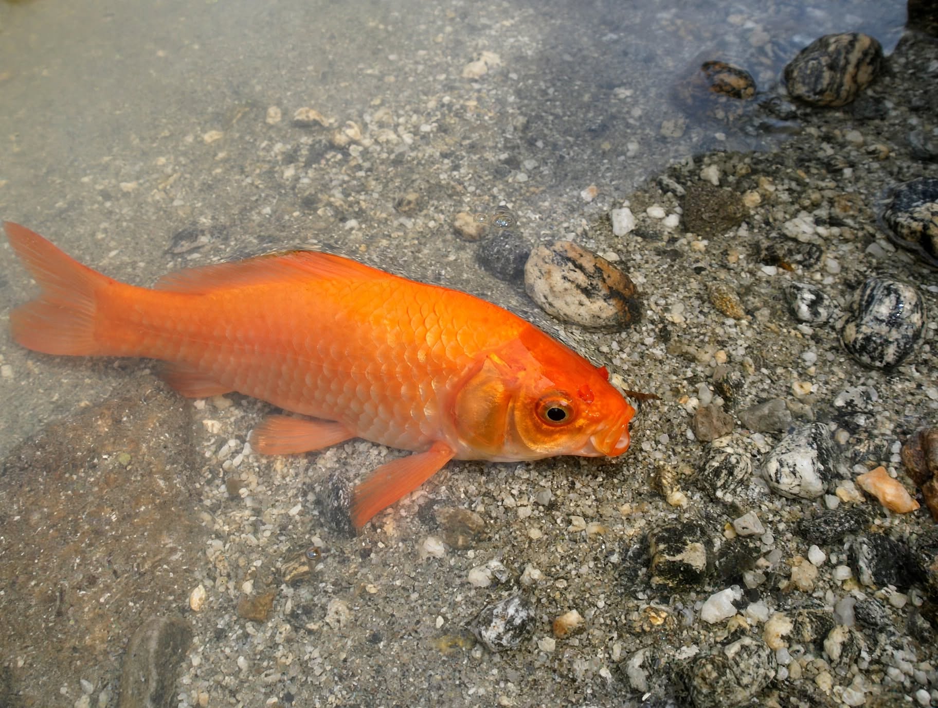 rare red fish at barahapokhari