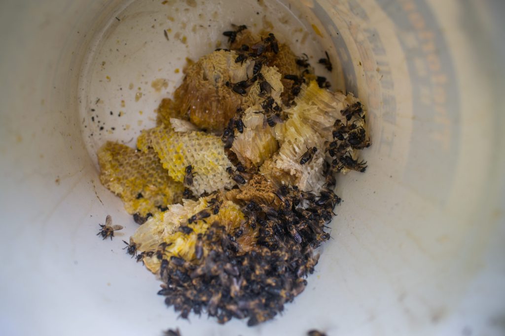 Freshly cut comb from a Himalayan giant honey bee colony resting in a woven basket