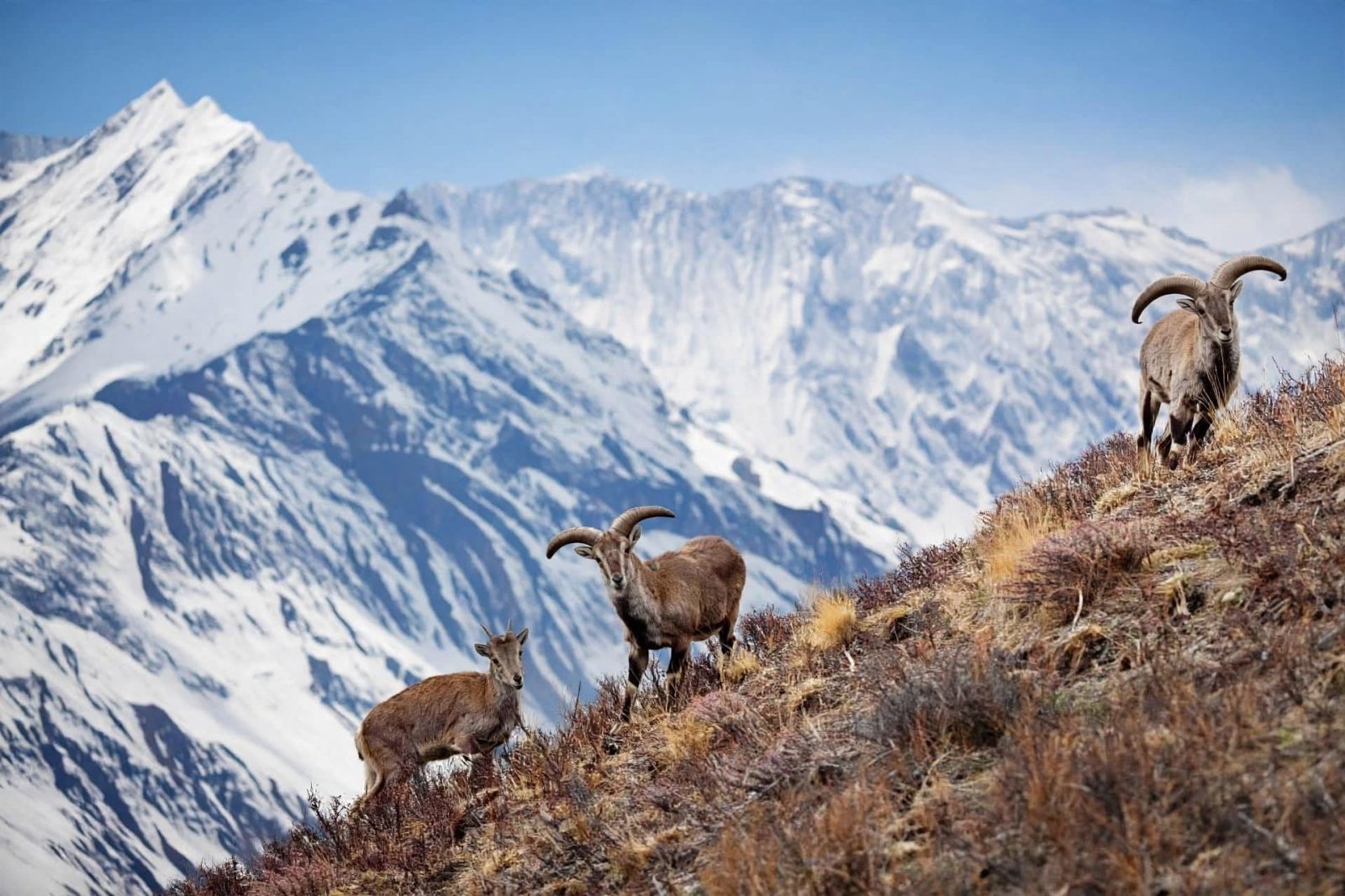 Snow Leopards in Upper Dolpo: Tracking the Corridors
