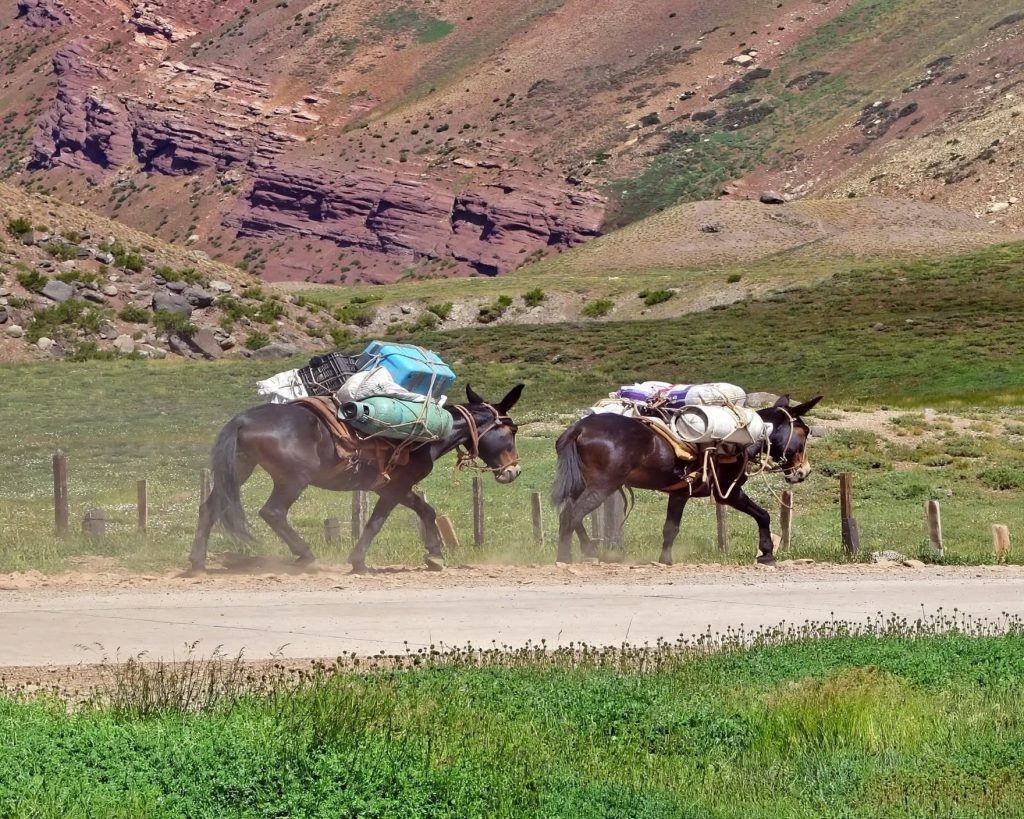 Pack mules loaded with sacks walking along a dusty trail beside the Kali Gandaki river