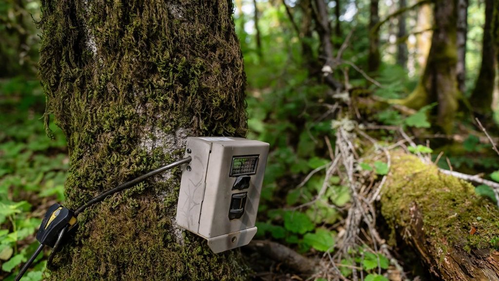Camera trap mounted on a mossy tree trunk in temperate forest at around 3,000 meters elevation