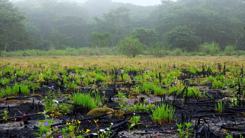 Burned grassland patch in a lowland Nepali national park with new growth returning