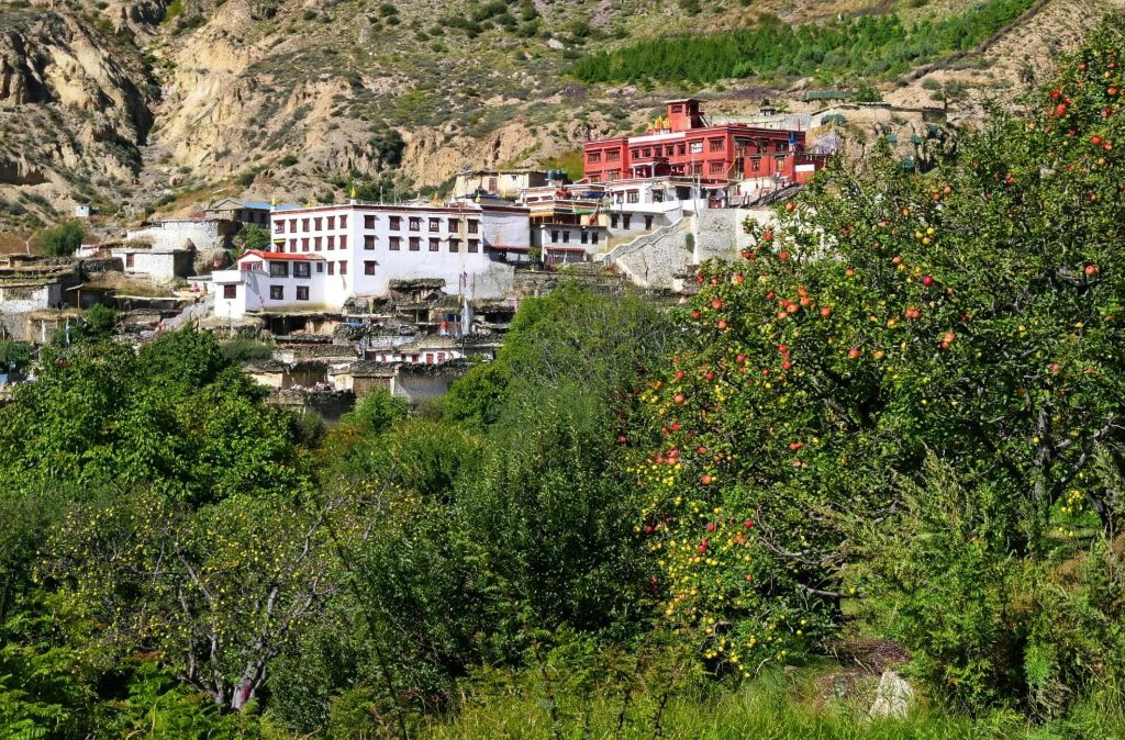 Apple trees in fruit against the whitewashed stone walls of Marpha village