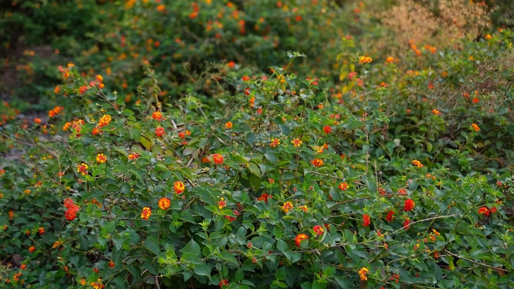 Lantana shrub thicket with small clustered flowers along a park track margin in the Terai