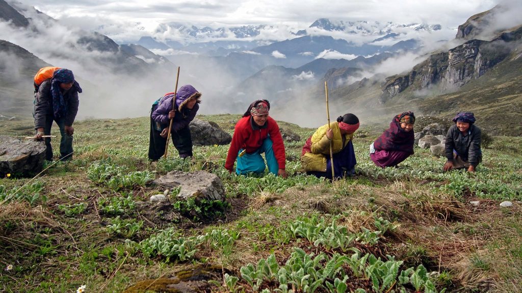 A collector kneeling on an alpine meadow searching the turf for caterpillar fungus