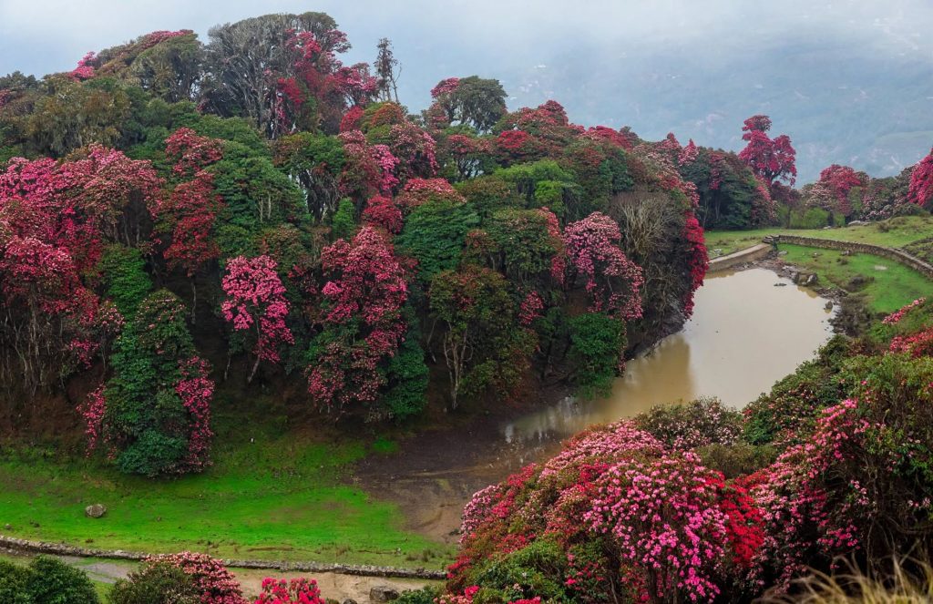 Rhododendron forest in bloom along a mid hill trail in central Nepal during spring