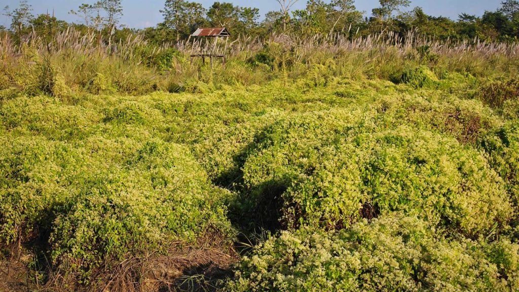 Mikania in Chitwan National Park