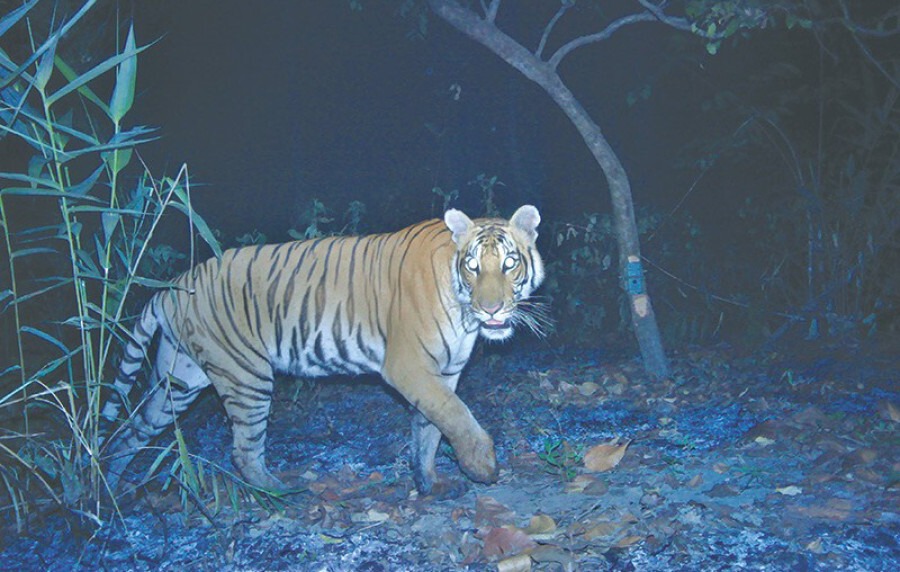 Camera trap image placeholder showing a tiger crossing a forest track at night in a Terai corridor